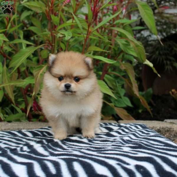 Tessa, Pomeranian Puppy